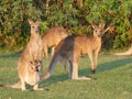 Kangaroos family with a baby in mums pouch Royalty Free Stock Photo