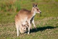 Kangaroos Royalty Free Stock Photo