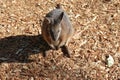 Kangaroos in Featherdale Wildlife Park near Sydney in Australia.