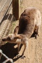 Kangaroos in Featherdale Wildlife Park near Sydney in Australia.