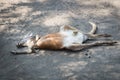 Kangaroos at Gan Garoo