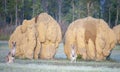 Kangaroos and giant termite ant mounds.