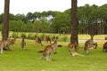 Kangaroos on a golf course