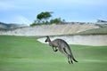 Kangaroos on a golf course Royalty Free Stock Photo