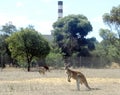 Kangaroos graze on the refinery perimeter fences-2