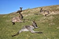 Kangaroos