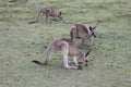Kangaroos Having an Afternoon Snack at Coombabah