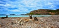 kangaroos in the hay together Royalty Free Stock Photo