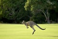 Kangaroos on a golf course Royalty Free Stock Photo