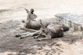Kangaroos lie on a sunny day on the ground and rest at the Australian Zoo Gan Guru in Kibbutz Nir David, in Israel