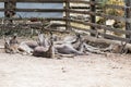 Kangaroos lie on a sunny day on the ground and rest at the Australian Zoo Gan Guru in Kibbutz Nir David, in Israel