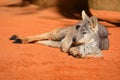 Kangaroo relaxing in the sun