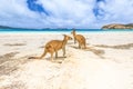 Kangaroos at Lucky Bay Royalty Free Stock Photo