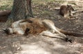 Kangaroos lying in dust bowls under a tree Royalty Free Stock Photo