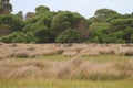 Kangaroos in Meadows Royalty Free Stock Photo