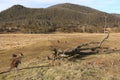 Kangaroos in a paddock - Orroral Valley Royalty Free Stock Photo