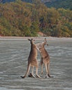 Kangaroos Playful Boxing