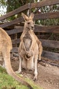 Kangaroos stand near a wooden fence in Gan Guru kangaroo park in Kibutz Nir David in the north of Israel