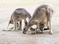 Kangaroos stand on a sunny day on the ground and are looking for food