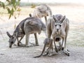 Kangaroos stand on a sunny day on the ground and are looking for food