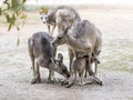 Kangaroos stand on a sunny day on the ground and are looking for food