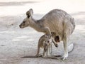 Kangaroos stand on a sunny day on the ground and are looking for food