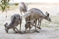 Kangaroos stand on a sunny day on the ground and are looking for food