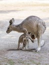 Kangaroos stand on a sunny day on the ground and are looking for food