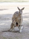 Kangaroos stand on a sunny day on the ground and are looking for food