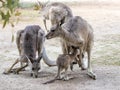 Kangaroos stand on a sunny day on the ground and are looking for food