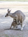 Kangaroos stand on a sunny day on the ground and are looking for food