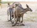 Kangaroos stand on a sunny day on the ground and are looking for food