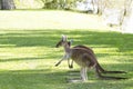 Kangaroos stand up on green grass ,Perth,Australia