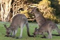 Kangaroos at Sunrise