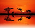 Kangaroos at sunset