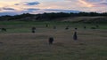 Kangaroos Tasmania Dawn Gathering Royalty Free Stock Photo