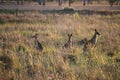 Kangaroos