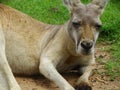 Kangaroos and wallabies in Lone Pine, Brisbane