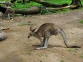 Kangaroos and wallabies in Lone Pine, Brisbane