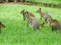 Kangaroos and wallabies in Lone Pine, Brisbane