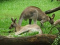 Kangaroos and wallabies in Lone Pine, Brisbane