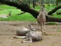 Kangaroos and wallabies in Lone Pine, Brisbane