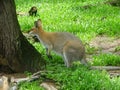 Kangaroos and wallabies in Lone Pine, Brisbane