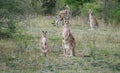 Kangaroos in the wild