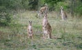 Kangaroos in the wild in Australia