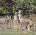 Kangaroos in the wild in Australia