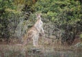 Kangaroos in the wild in Australia