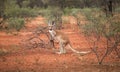 Kangaroos in wild bush, central Australia. Side view kangaroo wildlife stands along road. Royalty Free Stock Photo