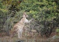 Kangaroos in the wild in Australia