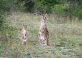 Kangaroos in the wild in Australia
